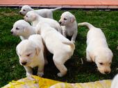 2013 Passel of Pups(4 wks)